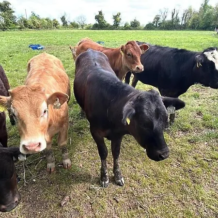 Cosy Country Near Emerald Park Apartmán Dunshaughlin